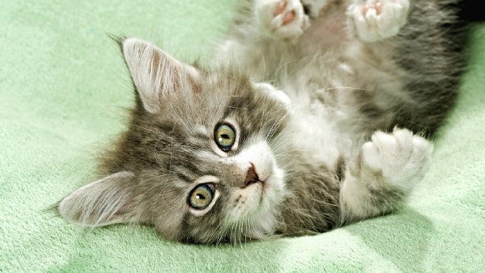 点击大图看下一张：可爱软萌小猫咪摄影美图