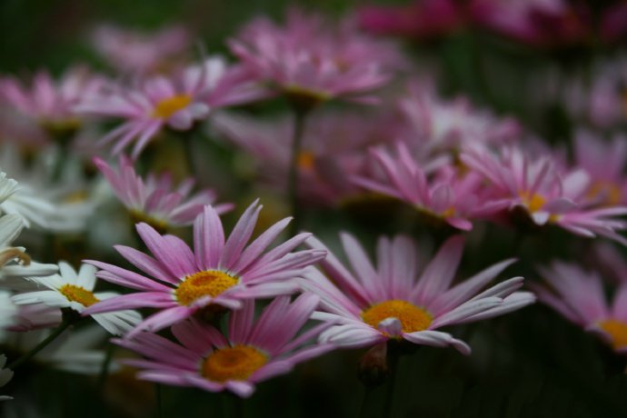 点击大图看下一张：一组盛开艳丽的雏菊花图片