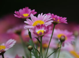 一组盛开艳丽的雏菊花图片