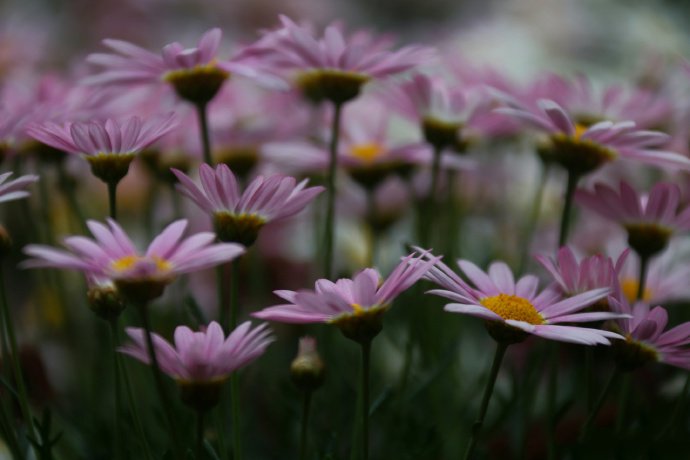 点击大图看下一张：一组盛开艳丽的雏菊花图片