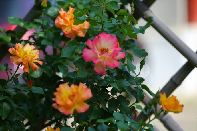 点击大图看下一张：唯美盛开的月季花图片欣赏