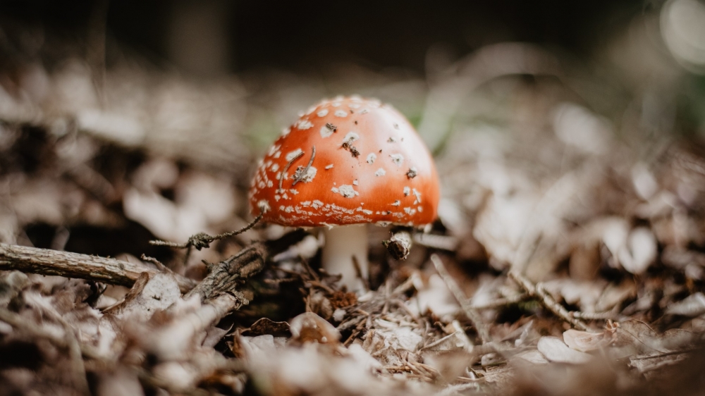 点击大图看下一张:可爱的小蘑菇图片桌面壁纸