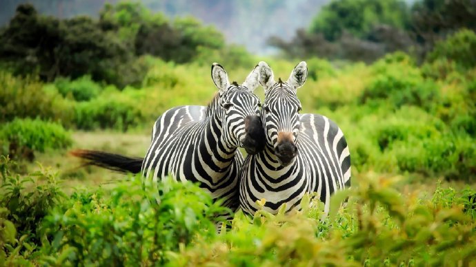点击大图看下一张：非洲草原斑马摄影高清美图