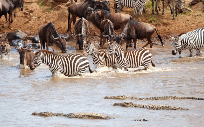 点击大图看下一张：非洲草原斑马摄影高清美图
