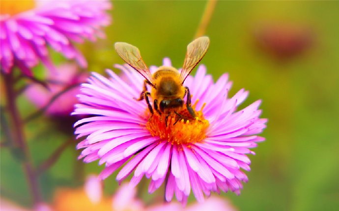 点击大图看下一张：近距离观察采蜜的蜜蜂