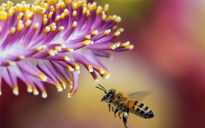 点击大图看下一张：近距离观察采蜜的蜜蜂