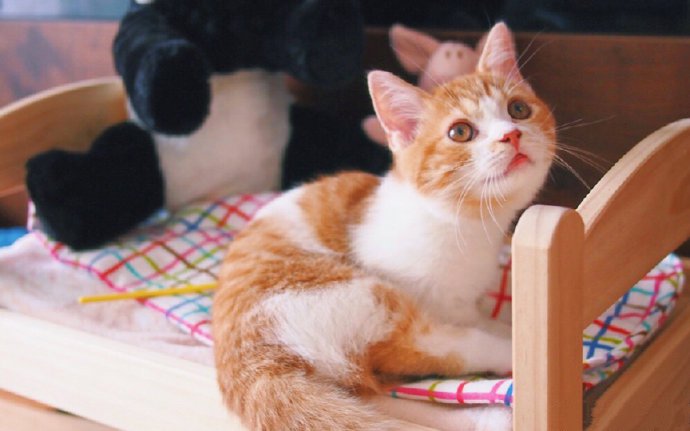 点击大图看下一张：粉嫩可爱的小奶猫摄影图片
