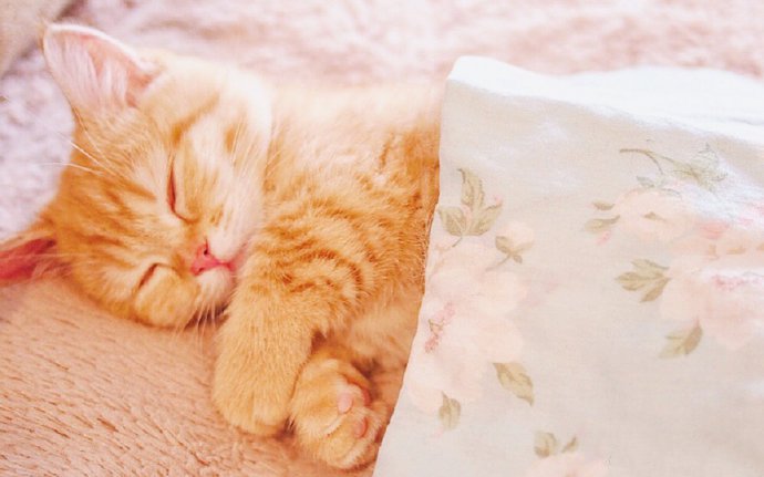 点击大图看下一张：粉嫩可爱的小奶猫摄影图片
