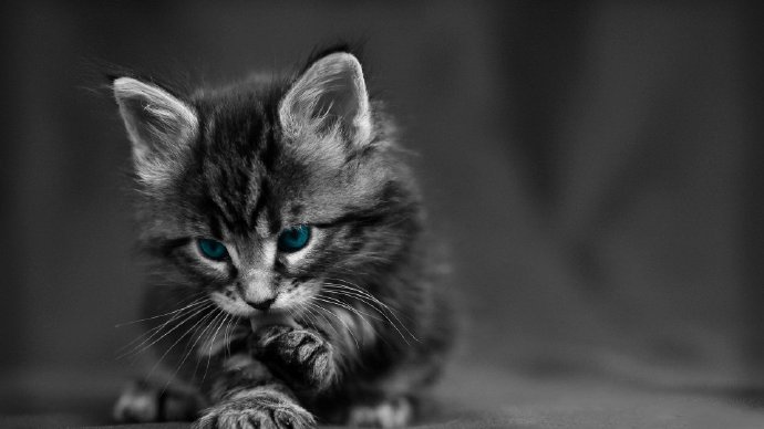 点击大图看下一张：最会卖萌的猫咪摄影美图