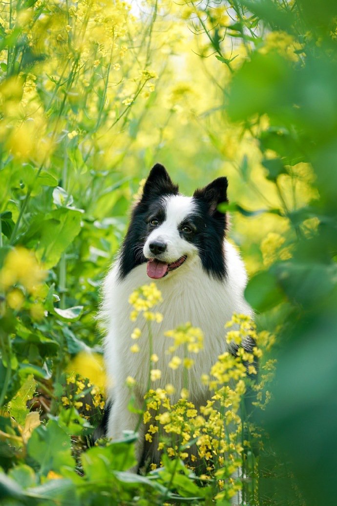 点击大图看下一张：春天里格外开心的狗狗图片