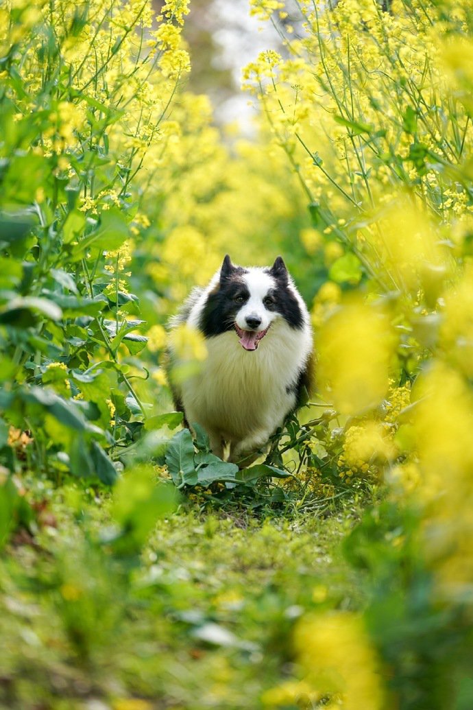点击大图看下一张：春天里格外开心的狗狗图片