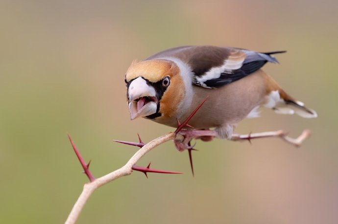 点击大图看下一张：酷酷的枝头小鸟图片