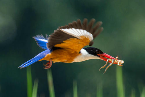 点击大图看下一张：正在捕食的蓝翡翠鸟图片