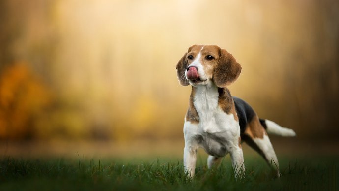 点击大图看下一张：史努比的原型比格犬