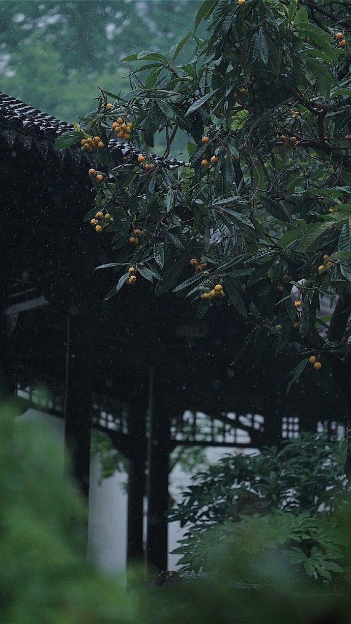 点击大图看下一张：雨后超新鲜的枇杷图片欣赏