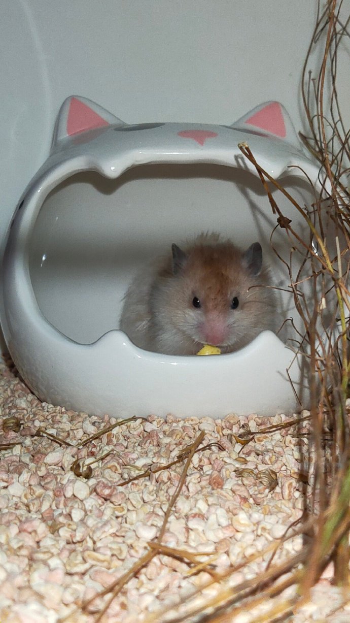 点击大图看下一张：在窝窝里超可爱的金丝熊