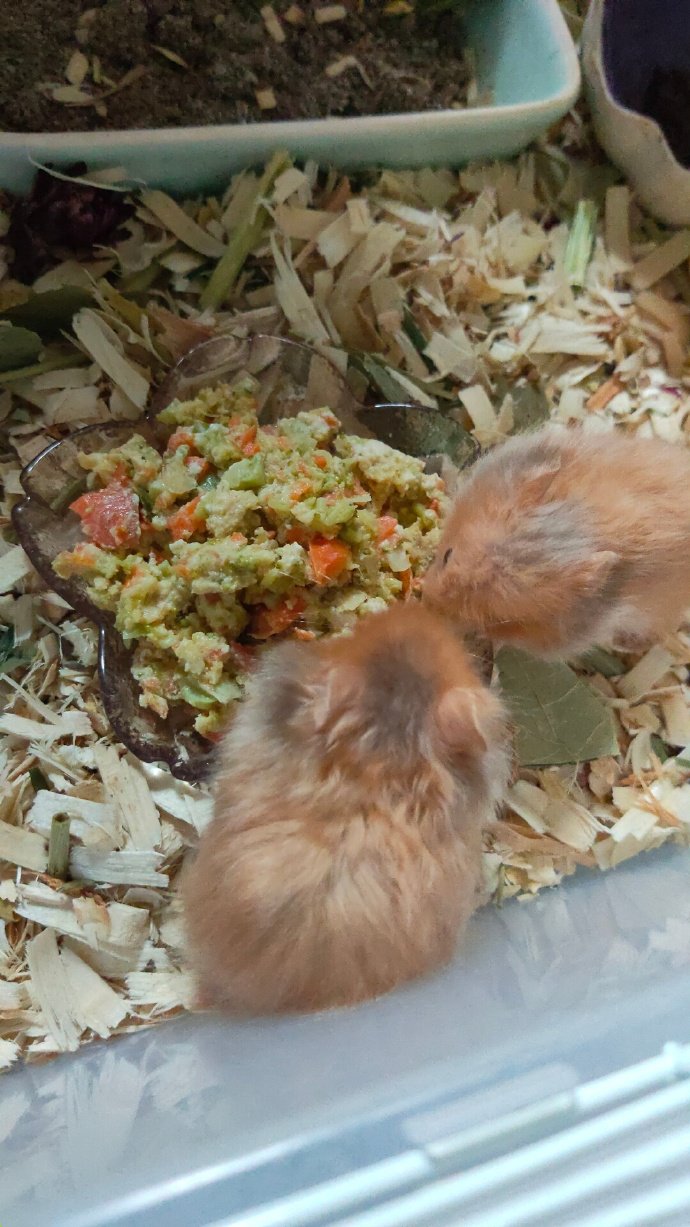 点击大图看下一张：正在吃东西的小仓鼠图片