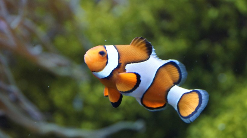点击大图看下一张：海洋中遨游的小丑鱼图片