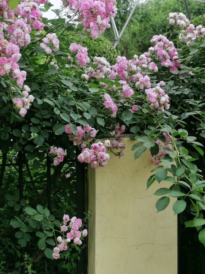 点击大图看下一张：开的很茂盛的蔷薇花图片
