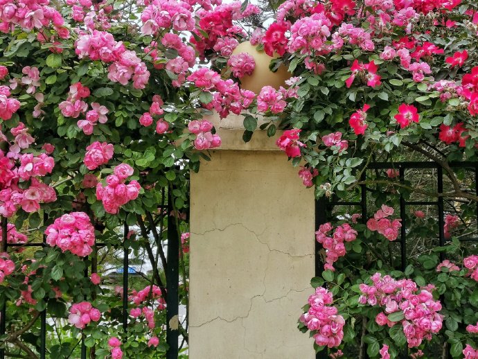 点击大图看下一张：开的很茂盛的蔷薇花图片