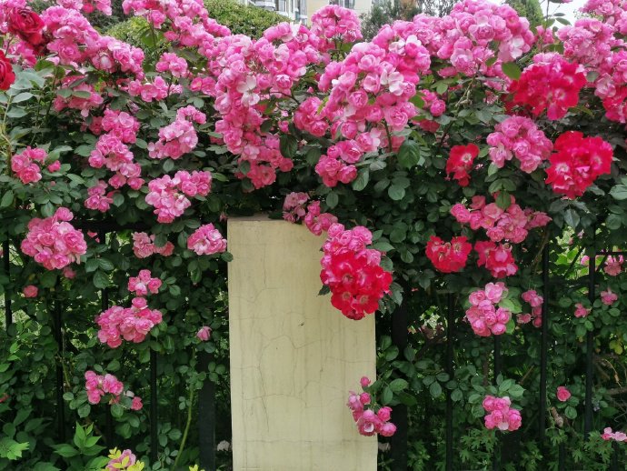 点击大图看下一张:开的很茂盛的蔷薇花图片