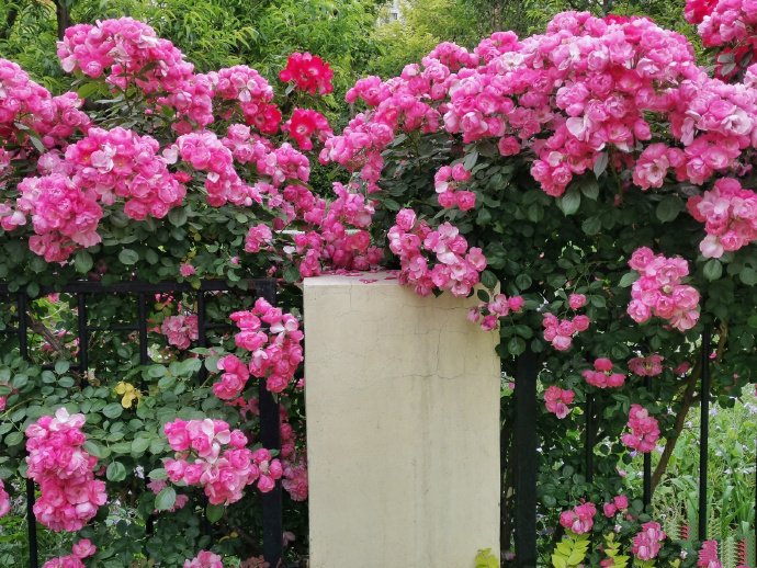 点击大图看下一张:开的很茂盛的蔷薇花图片