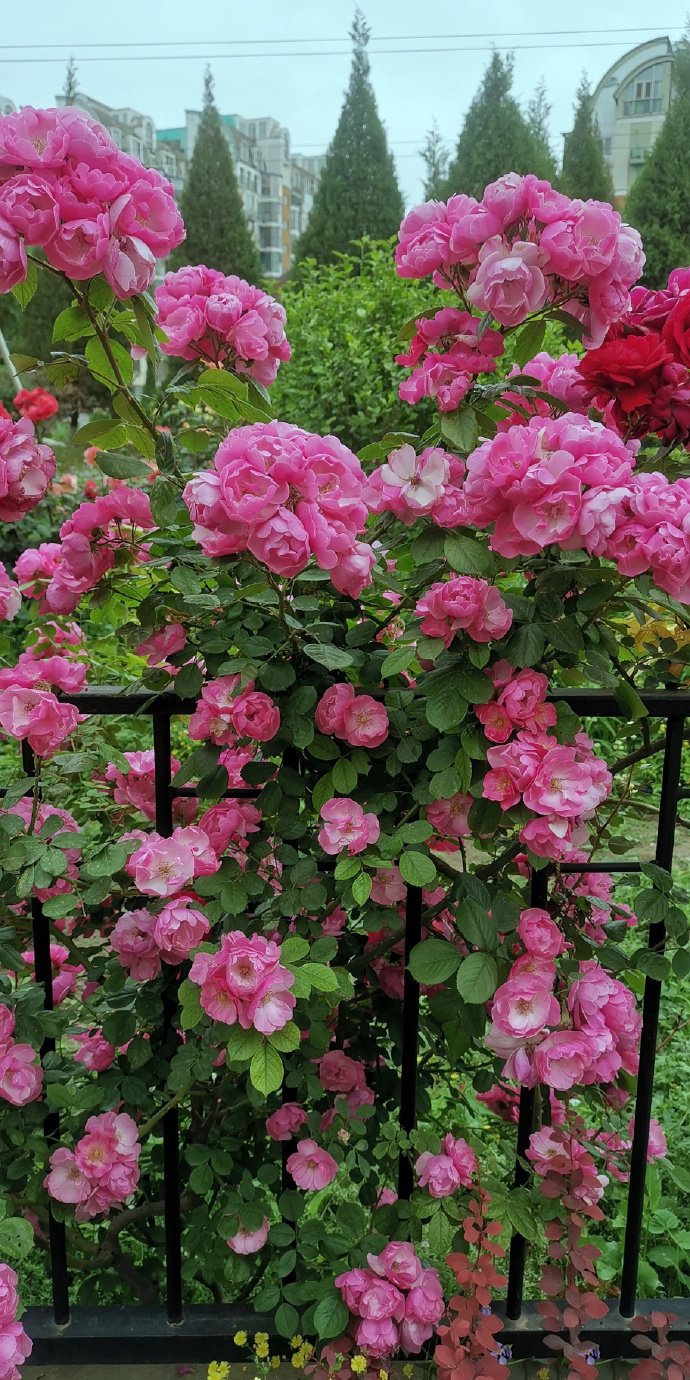 点击大图看下一张:开的很茂盛的蔷薇花图片