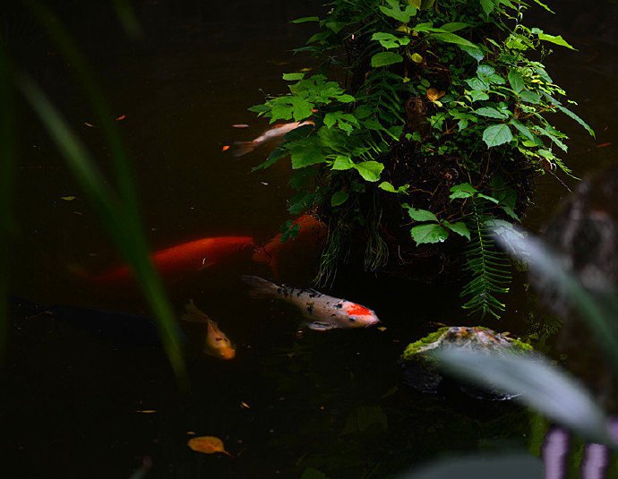 点击大图看下一张：池塘里的锦鲤摄影美图