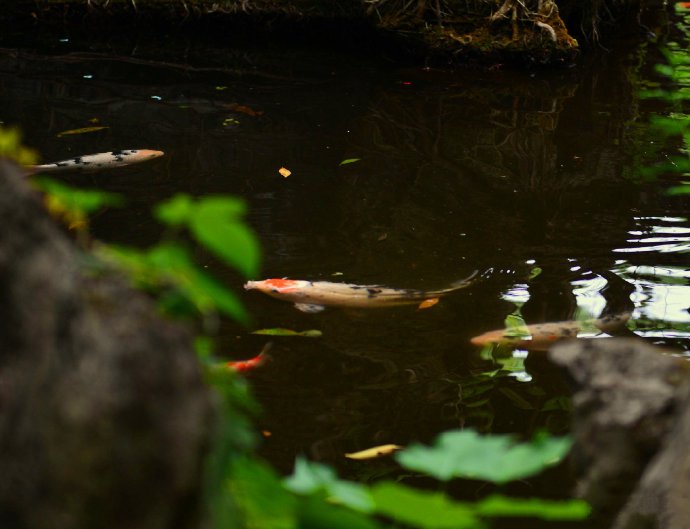 点击大图看下一张：池塘里的锦鲤摄影美图