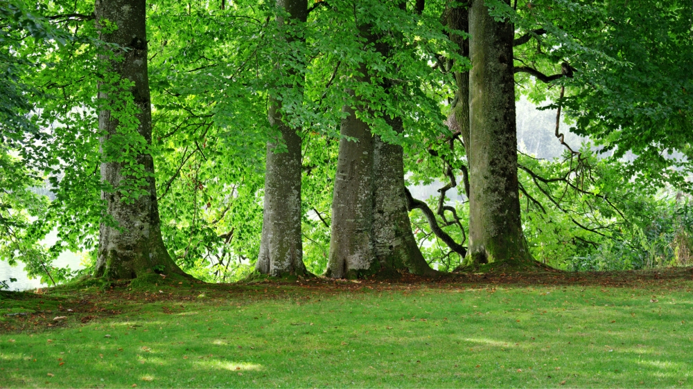 点击大图看下一张：绿色树林路树护眼风景壁纸图片