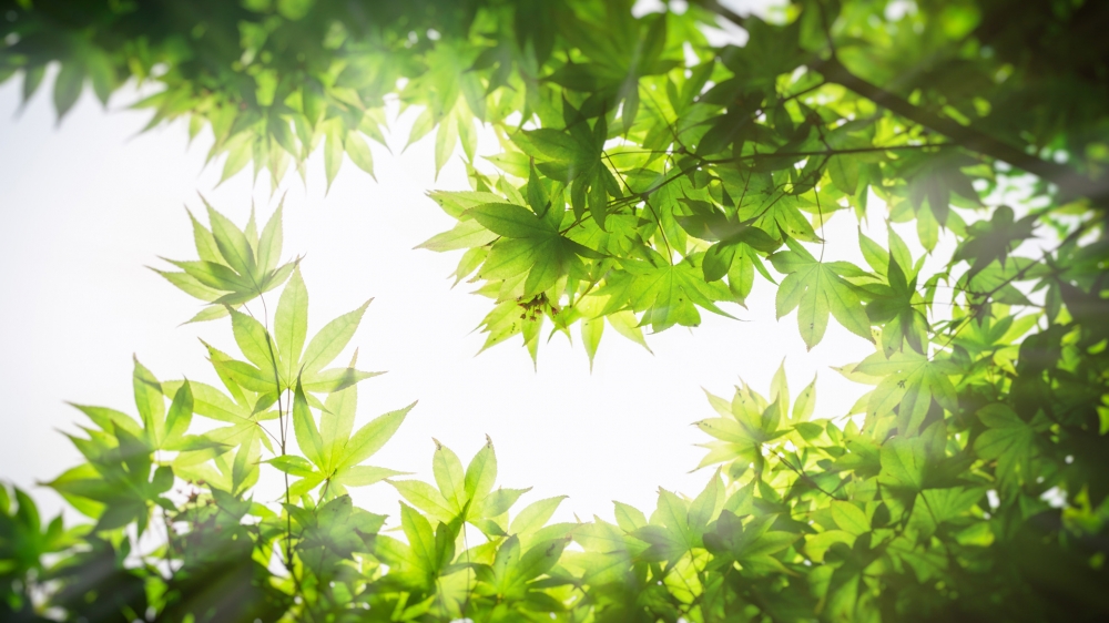 点击大图看下一张：叶子森林岩石苔藓风景图片