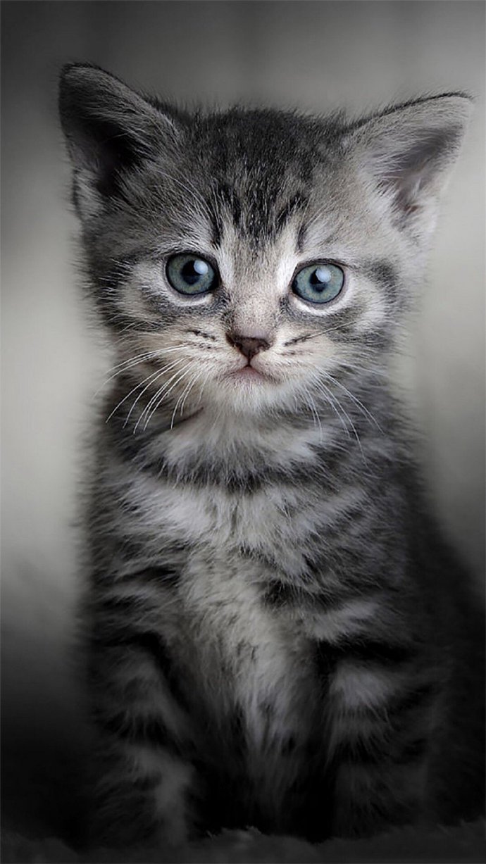 点击大图看下一张：可爱的猫咪高清手机壁纸图片