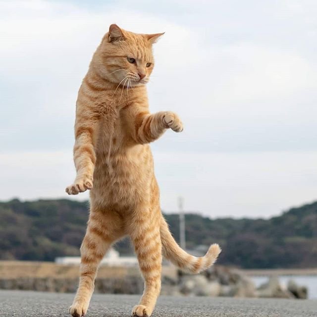 点击大图看下一张：舞吧舞吧，跟着猫咪跳舞吧