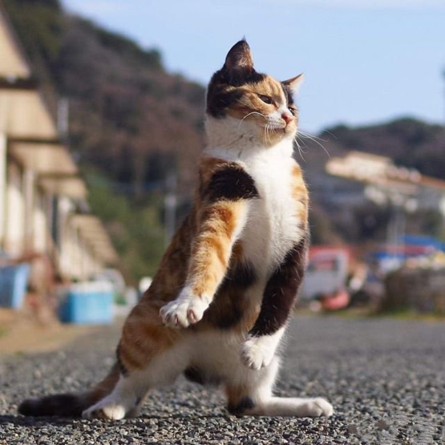 点击大图看下一张：舞吧舞吧，跟着猫咪跳舞吧