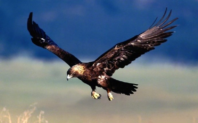 点击大图看下一张：翱翔天空的雄鹰摄影图片