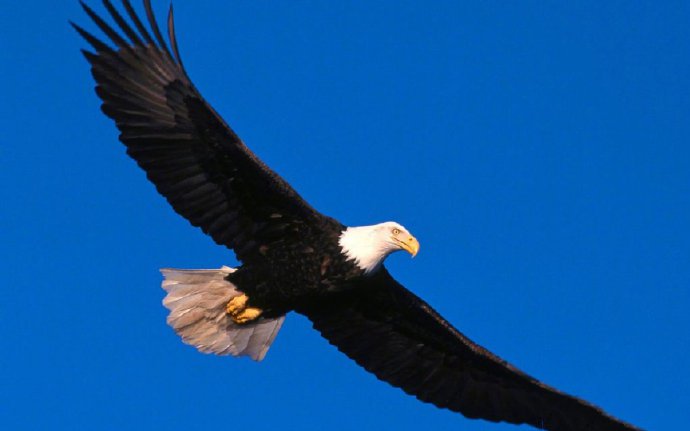 点击大图看下一张：翱翔天空的雄鹰摄影高清美图 ​​​​