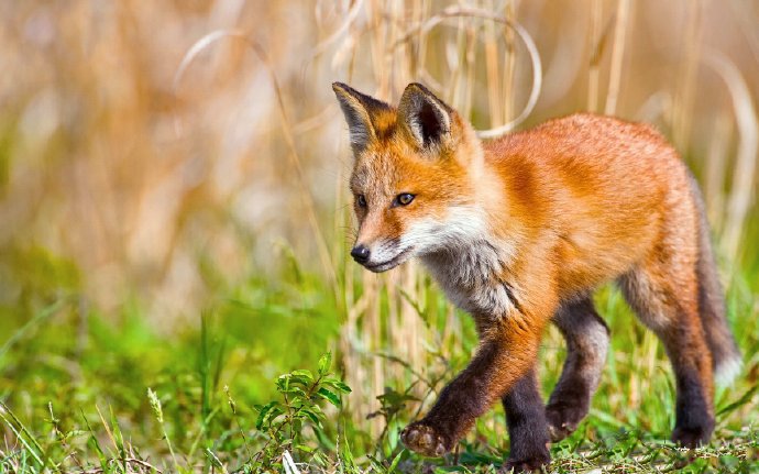 点击大图看下一张：可爱的狐狸，大自然的美丽生灵