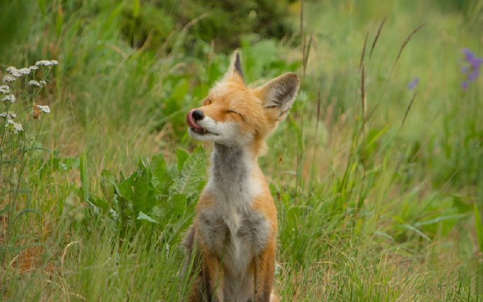 点击大图看下一张：可爱的狐狸，大自然的美丽生灵