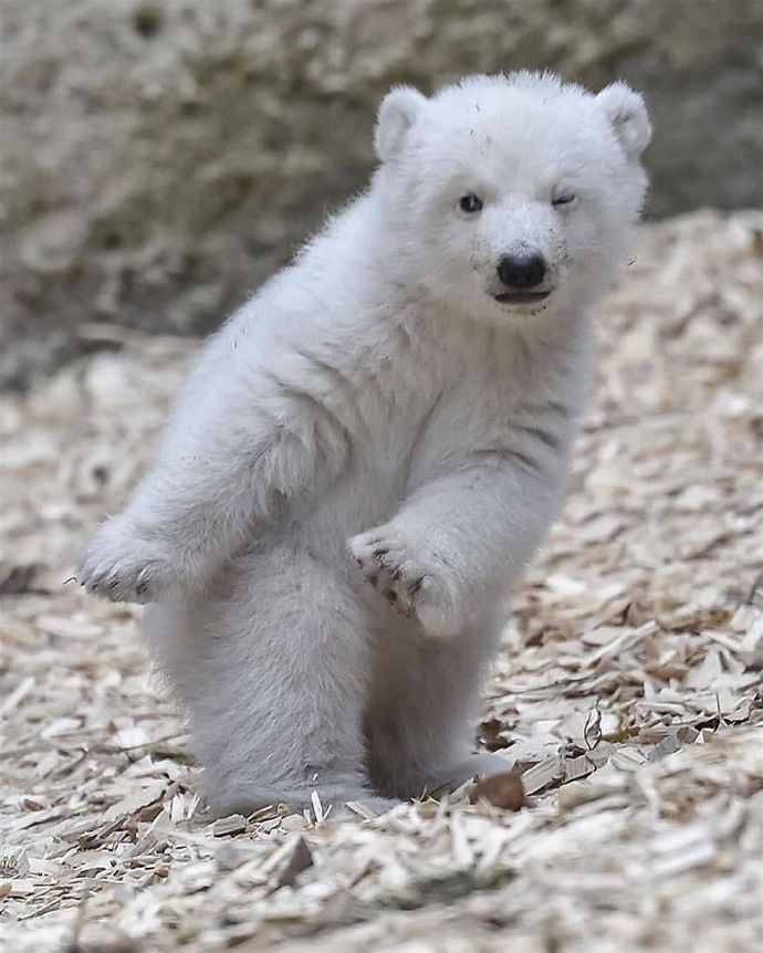 点击大图看下一张：喜欢黏着妈妈的小北极熊图片