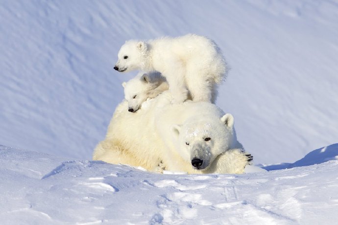 点击大图看下一张：喜欢黏着妈妈的小北极熊图片