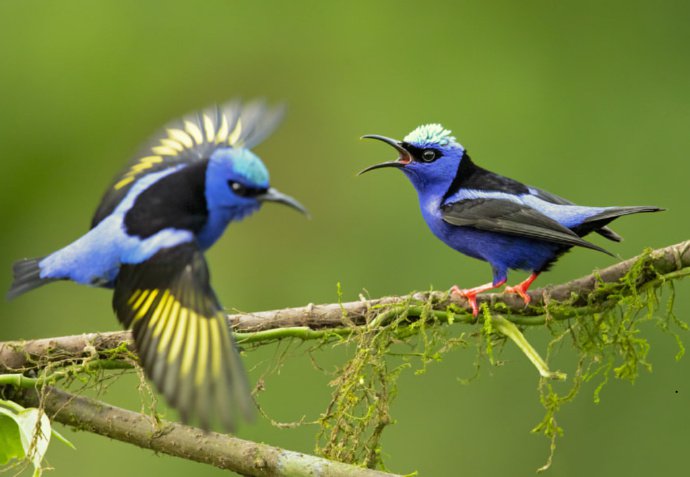 点击大图看下一张：大自然的美丽小鸟图片