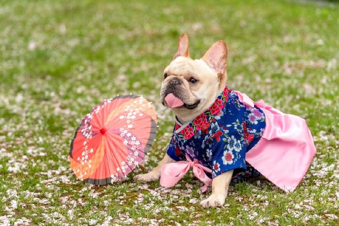 点击大图看下一张：穿超可爱衣服的斗牛犬狗狗