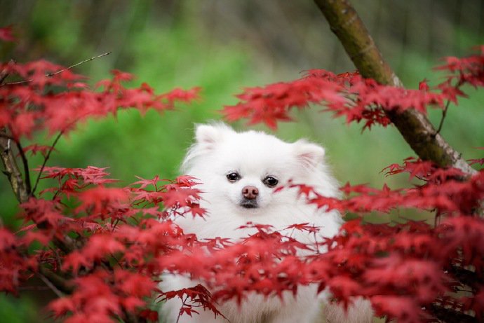 点击大图看下一张：春天里超美博美小狗狗图片
