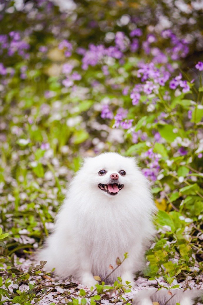 点击大图看下一张：春天里超美博美小狗狗图片
