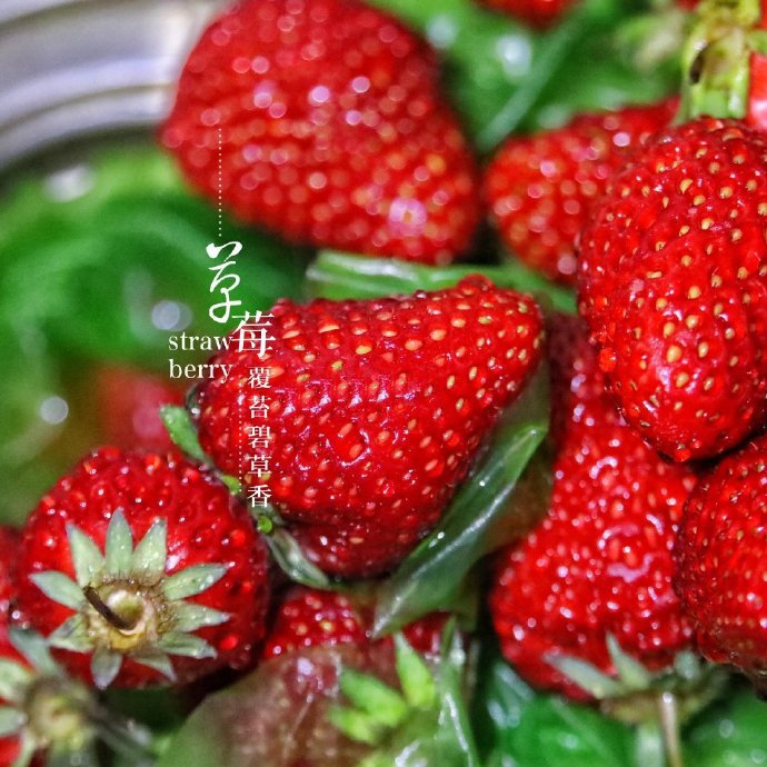 点击大图看下一张：一组红彤彤的大草莓图片
