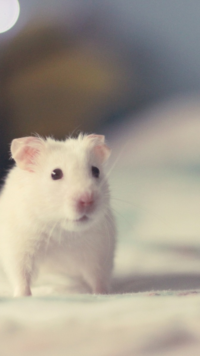 点击大图看下一张:干净可爱的小仓鼠图片欣赏