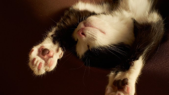 点击大图看下一张：可爱小猫咪摄影高清美图