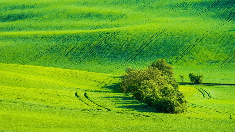 点击大图看下一张：绿色草地风景图片桌面壁纸