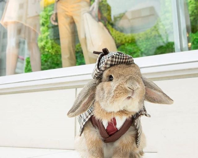 点击大图看下一张：宠物兔制服造型秀图片