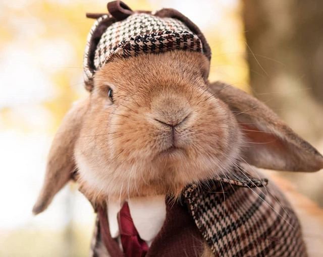 点击大图看下一张：宠物兔制服造型秀图片